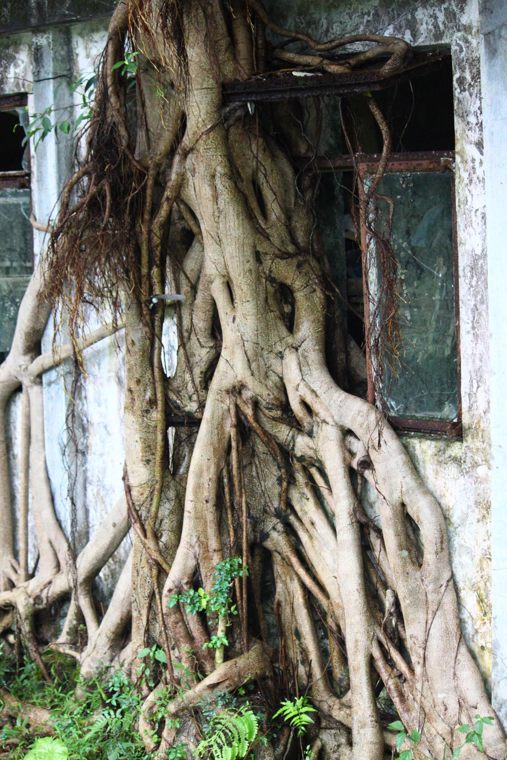 Protect Pipes from Tree Roots